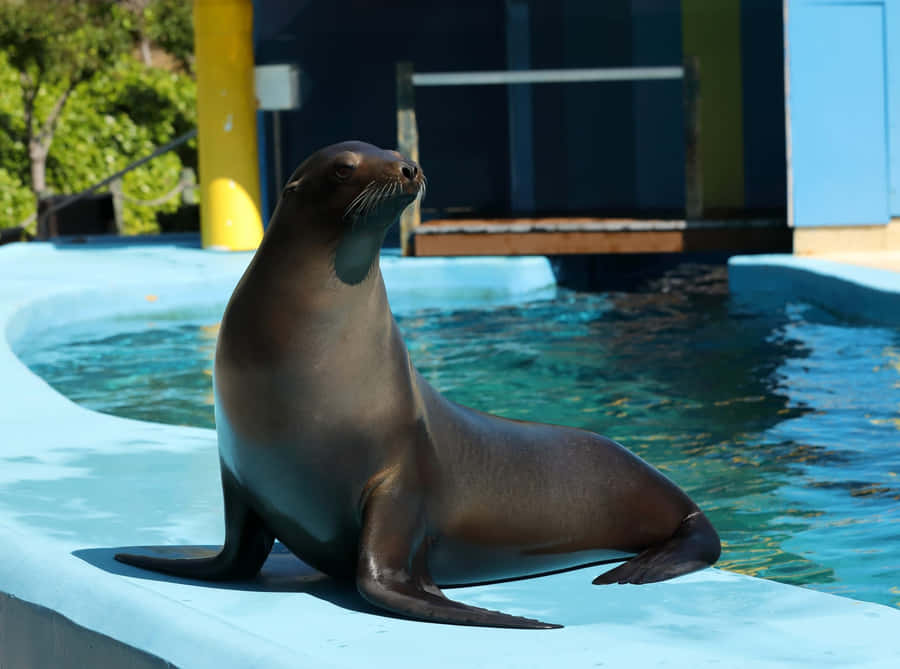 An Elegant Sea Lion Lounging On A Rock Wallpaper