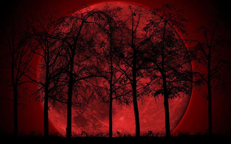 An Escape To The Enchanting Anime Forest Wallpaper