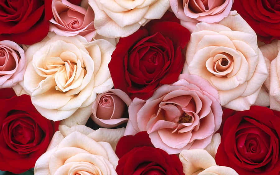 An Exquisite Bouquet Of Red And White Roses. Wallpaper