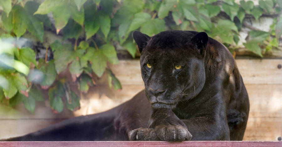 An Incredibly Realistic Black Panther Costume, Perfect For Cosplay Wallpaper