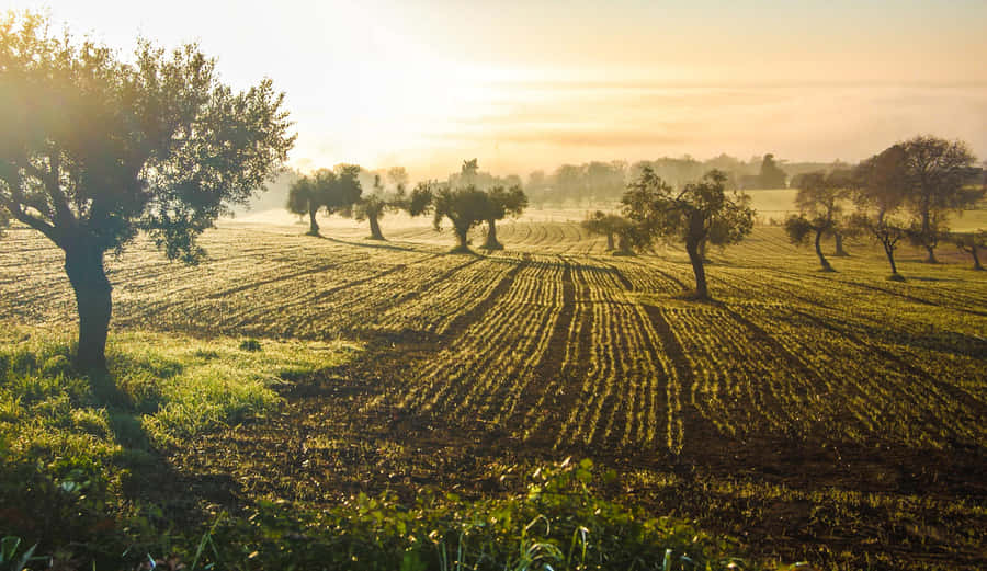 An Old Olive Tree In A Sunlit Field. Wallpaper