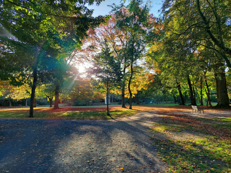 Autumn Leaves In All Its Glory Wallpaper