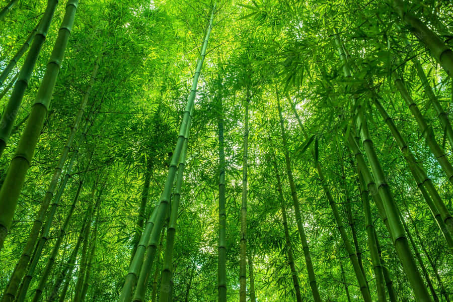 Bamboo Forest With Green Trees And Sunlight Wallpaper