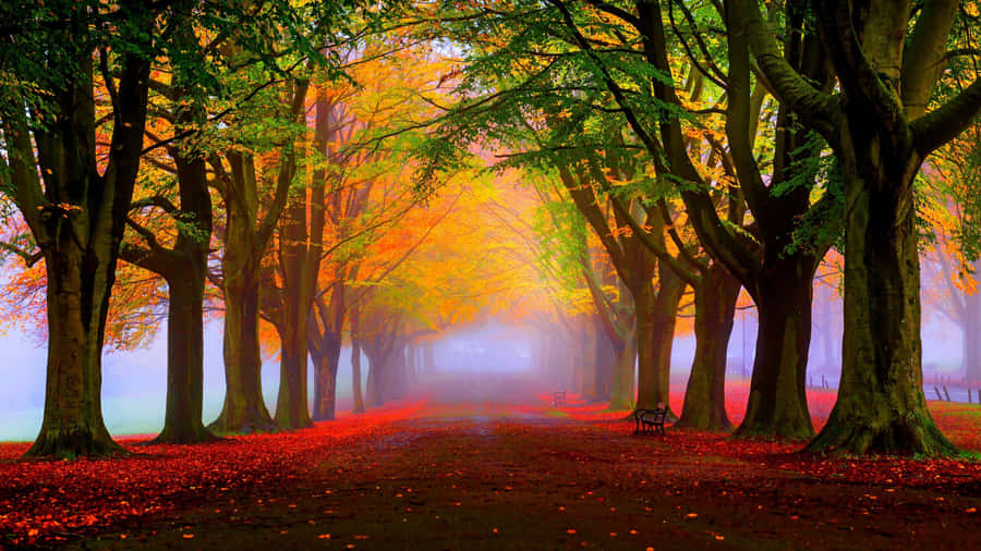 Beautiful Autumn Scenery In Vivid Colors Wallpaper