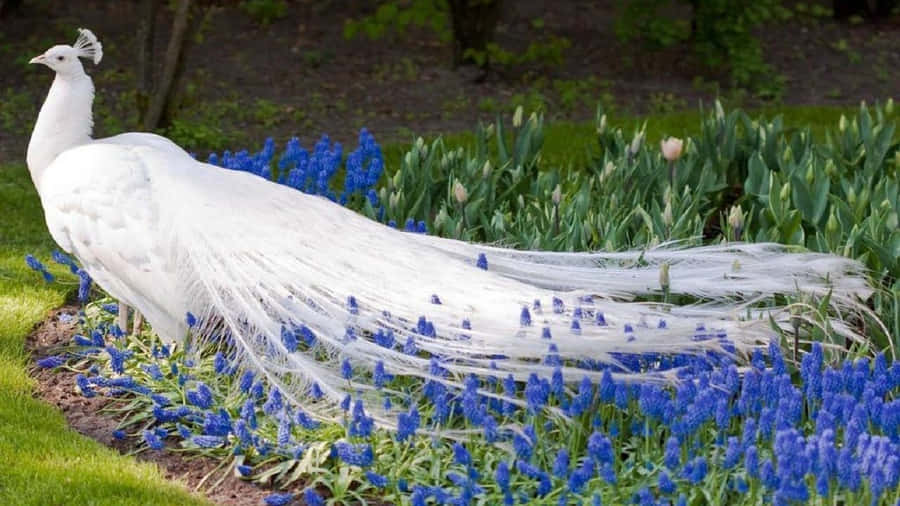 Beautiful Desktop Animal White Peafowl On The Garden Wallpaper