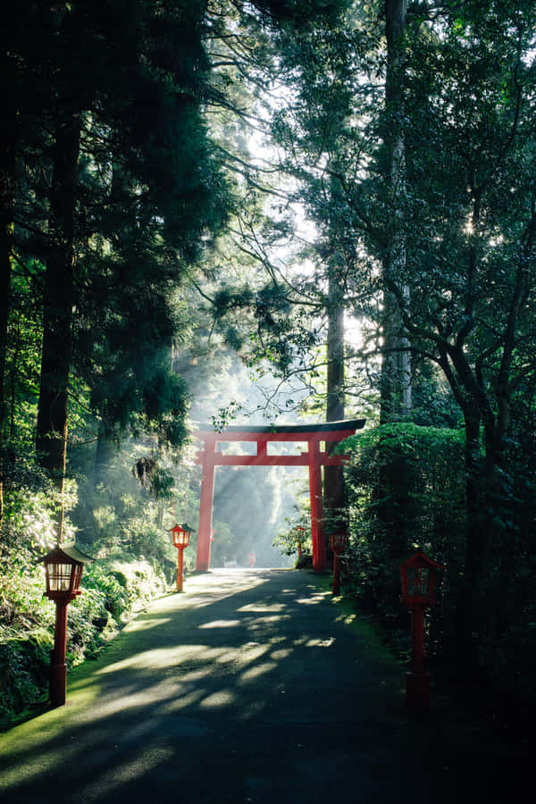 Beautiful Red Japanese Bridge Surrounded By Cherry Trees Wallpaper