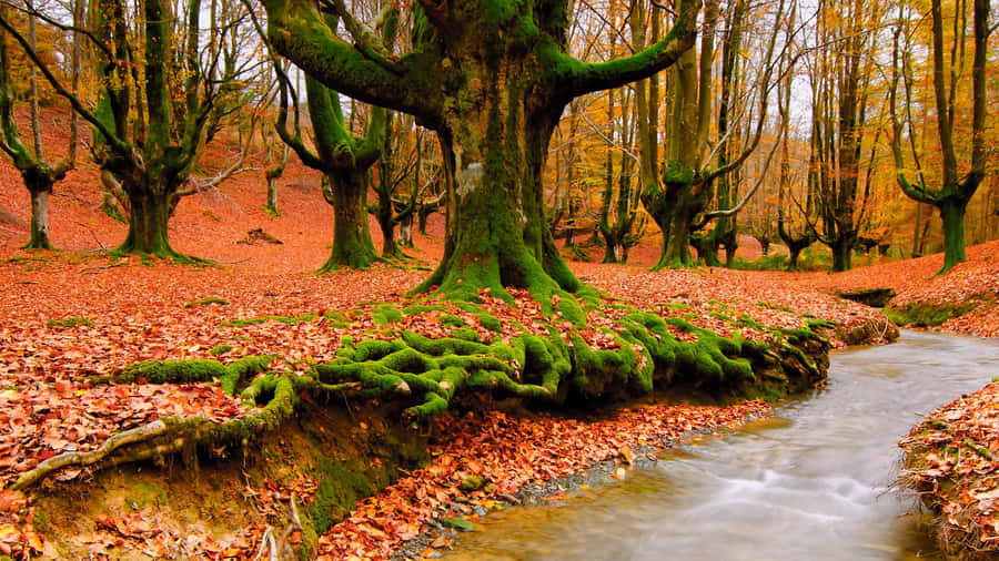 Beautiful Scenery Desktop Hayedo Otzarreta Wallpaper