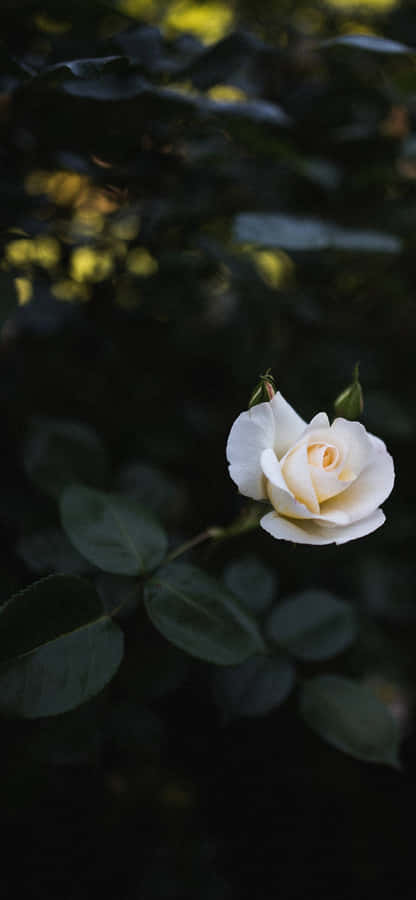 Beautiful White Roses Wallpaper