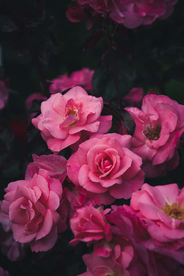 Beauty And Serenity Of Roses Wallpaper