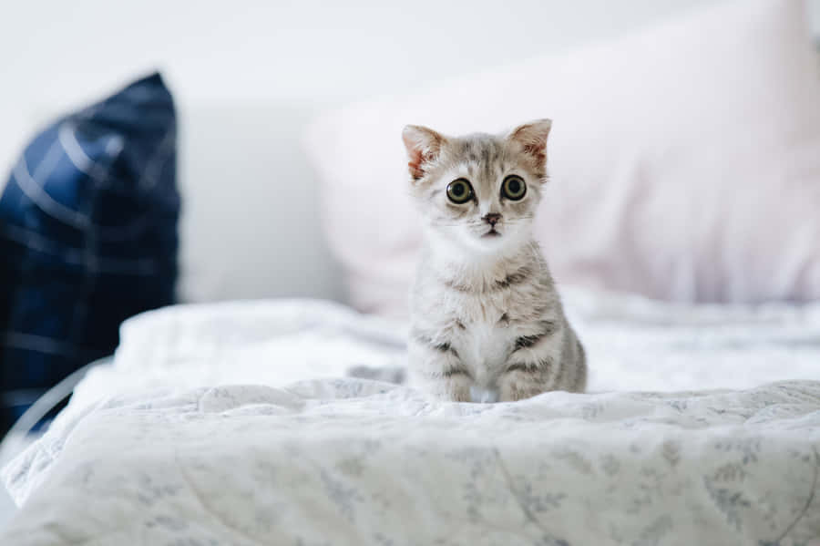 Bed Baby Cute Cat Pfp Wallpaper