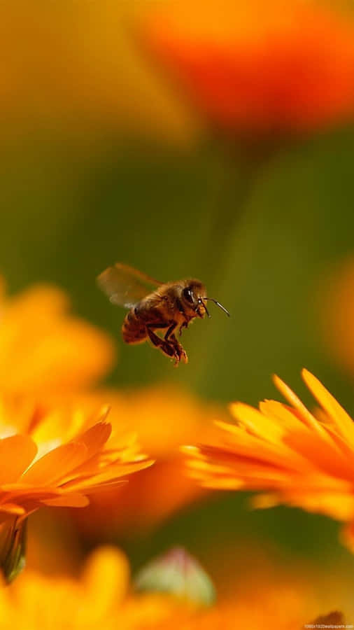 Bee Flying Through Orange Flowers Iphone Wallpaper