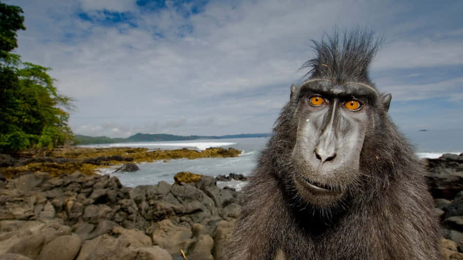 Black Macaque From Sulawesi Wallpaper
