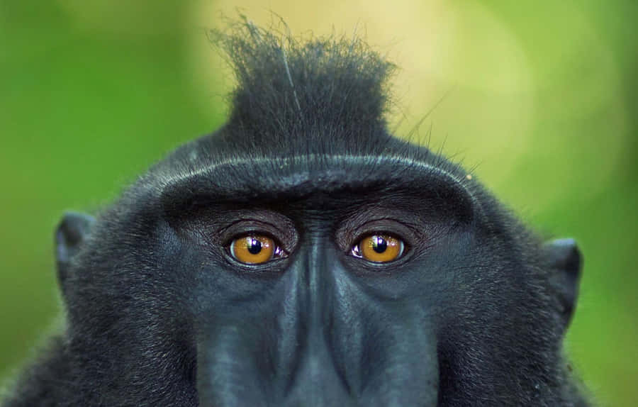 Black Monkey In Sulawesi Wallpaper