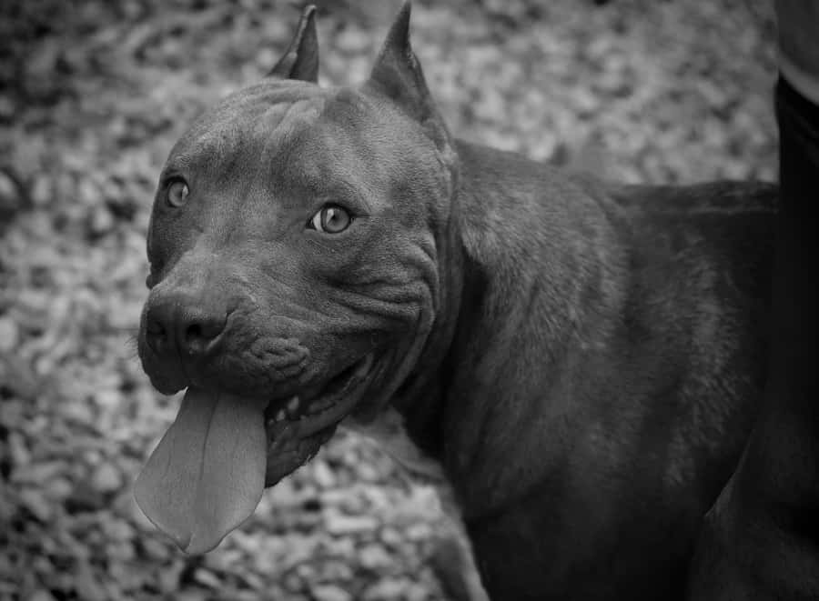 Black Pitbull Sticking Tongue Out Wallpaper