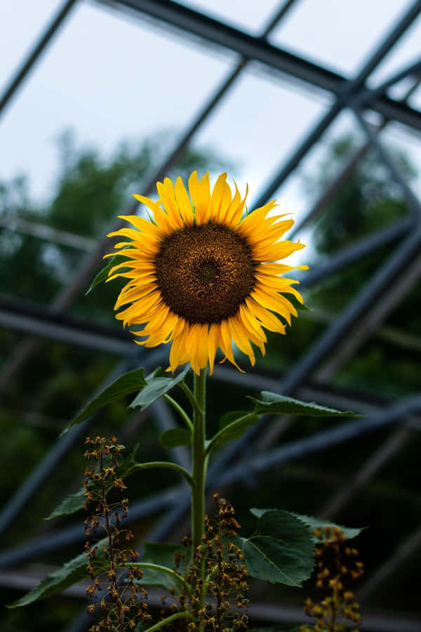 Black Sunflower Sun Trackers Wallpaper
