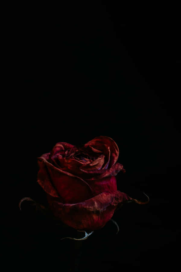 Blood Aesthetic Red Rose Black Background Wallpaper