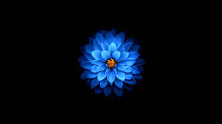 Blue Dahlia Apple Flower Wallpaper