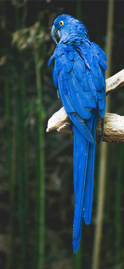 Blue Parrot Bird Iphone Wallpaper