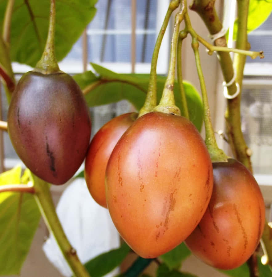 Bright Colored Tamarillo Tropical Fruit Wallpaper