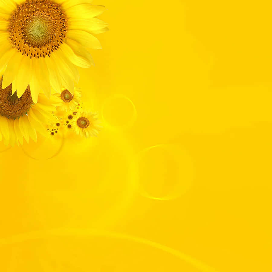Bright Yellow Ipad With Sunflower Display Wallpaper