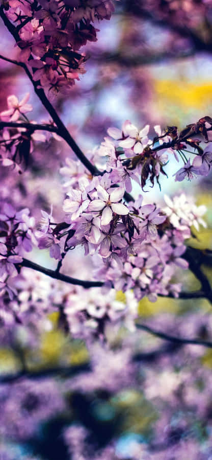 Brighten Up Your Day With A Rainbow Flower Wallpaper
