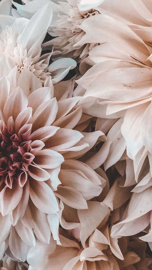 Brighten Your Day With Floral Aesthetics On Your Iphone Wallpaper
