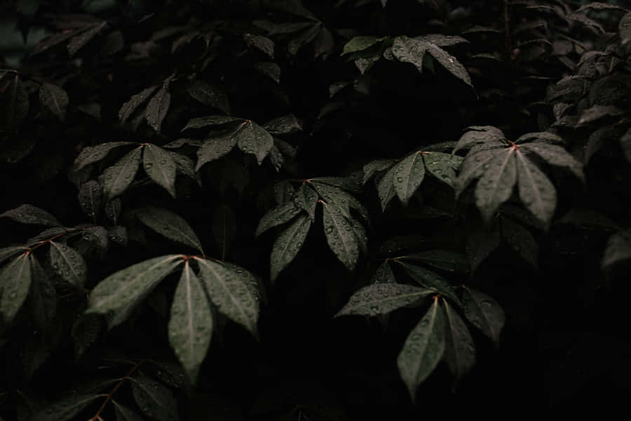 Bring Out The Mystery In Your Desktop With This Dark Wallpaper. Wallpaper