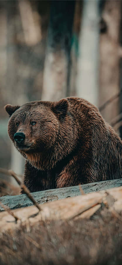Brown Bear Portrait Wildlife Photography Wallpaper