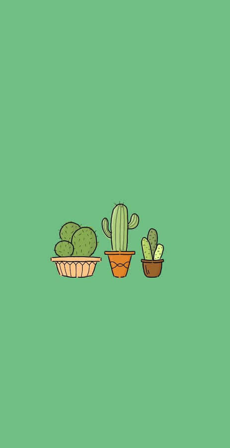 Cactus Plants In A Pot On A Green Background Wallpaper
