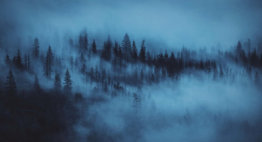Calm Forest Aesthetic Desktop Wallpaper