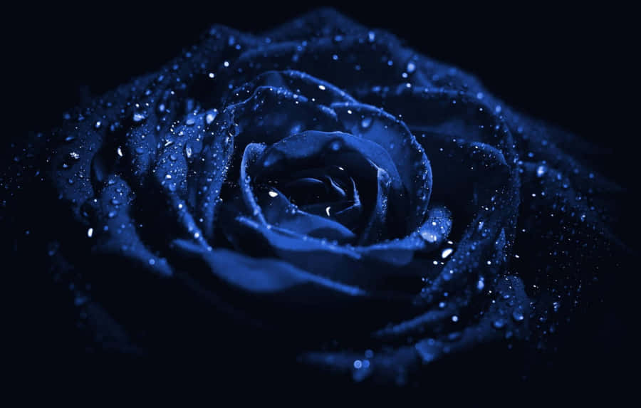Caption: Saturated Blue Flower Brightening Desktop Background Wallpaper