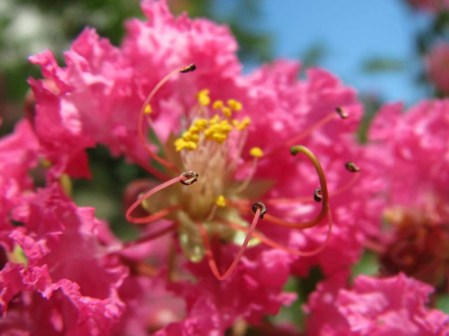 Caption: Stunning Pink Flower In Bloom Wallpaper