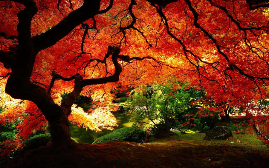 Caption: Vibrant Autumn Colors Of Japanese Maple Tree Branches Wallpaper