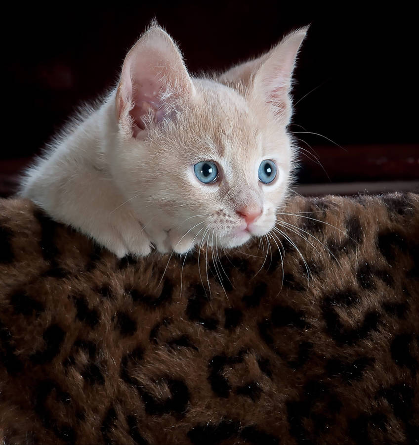 Cat And Leopard Print Wallpaper