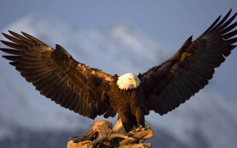 Celebrate In American Eagle Wallpaper