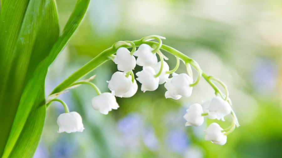 Celebrate Spring With A Burst Of Color Wallpaper