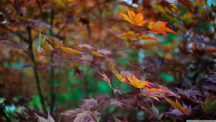 Celebrating The End Of Summer In Style. Wallpaper