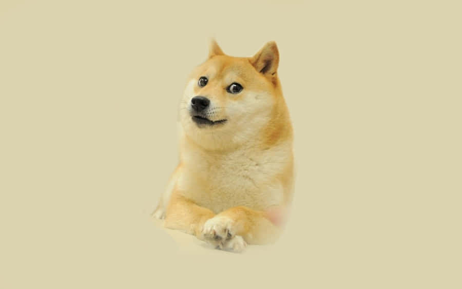 Cheems, The Most Adorable Dog You'll Ever See! Wallpaper
