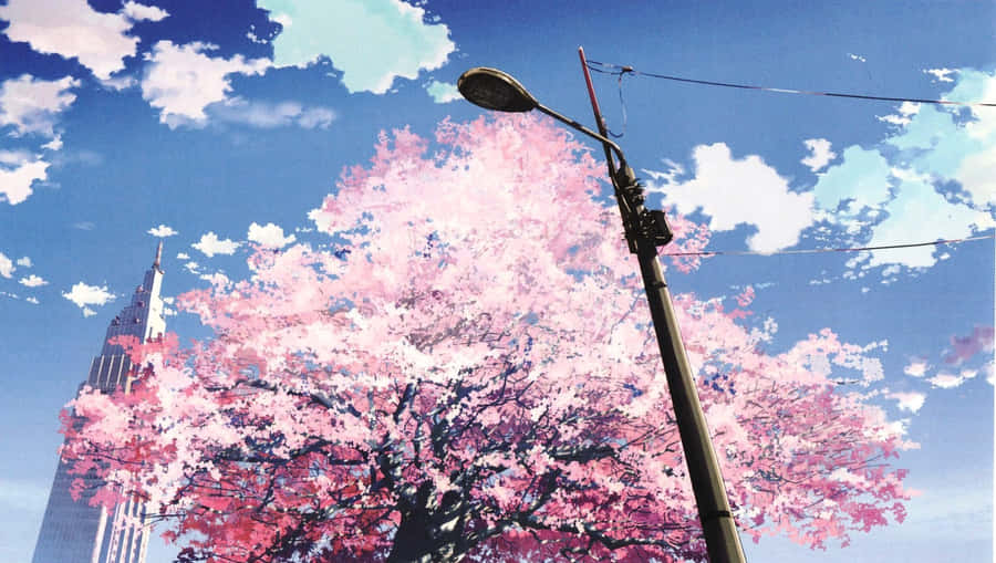 Cherry Blossom Urban Spring Anime Scene Wallpaper