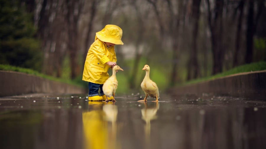 Child With Baby Ducks Wallpaper