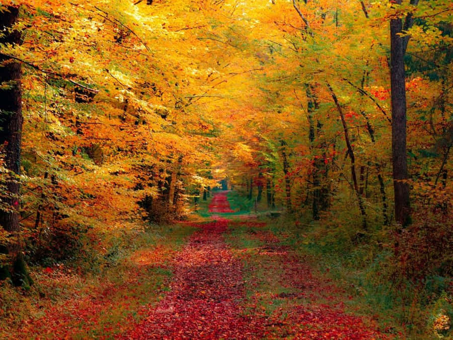 Colors Of Autumn Wallpaper