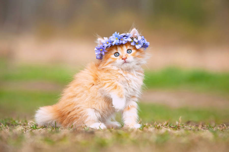 Cute Cat With Headdress Wallpaper