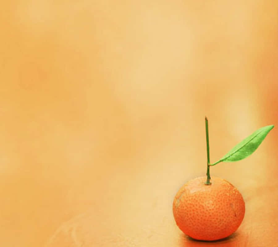Cute Orange With A Long Stem Wallpaper