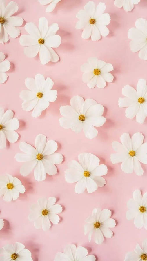 Daisy White Flowers Pink Wallpaper