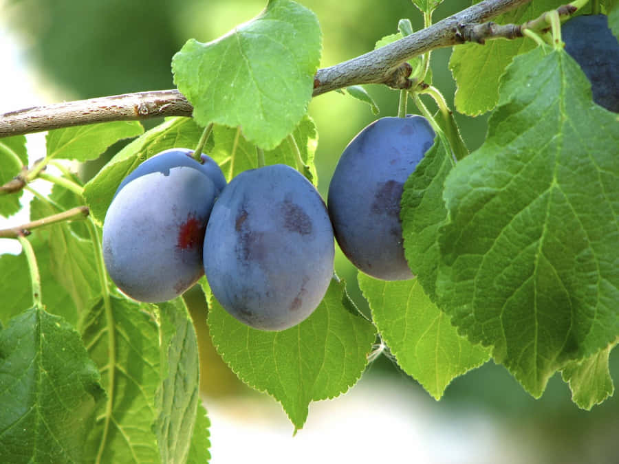 Damson Plums Triplet With Bloom Wallpaper