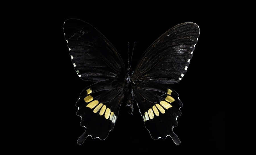 Dark Butterfly Mystery Wallpaper