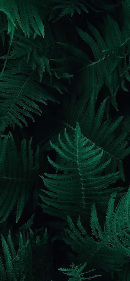 Dark Green Iphone Tropical Fern Leaves Wallpaper