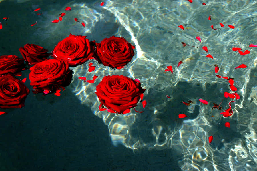 Delicate And Elegant - Red Rose Aesthetic Wallpaper