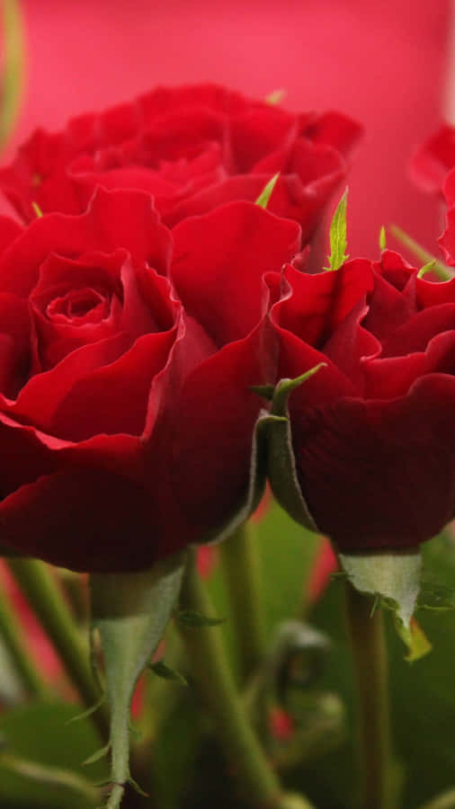 Details Of Red Rose Aesthetic Wallpaper