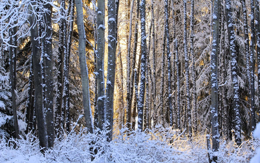 Discover The Beauty Of A Snowy Winter Forest Wallpaper